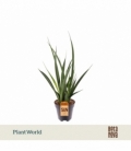 Sansevieria