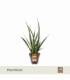 Sansevieria