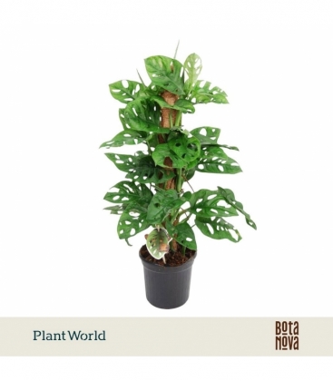 Monstera