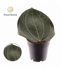Hoya