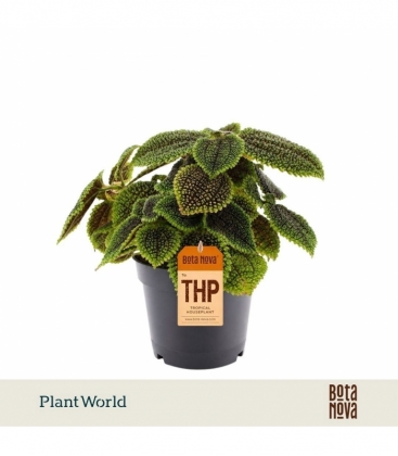 Pilea