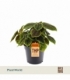 Pilea