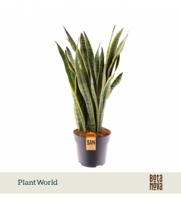 Sansevieria