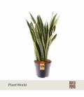 Sansevieria