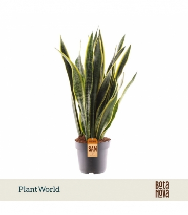 Sansevieria
