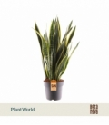 Sansevieria