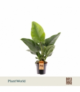 Philodendron