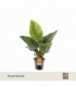 Philodendron
