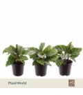 Calathea