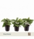 Calathea