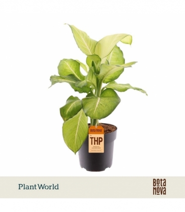 Dieffenbachia