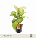 Dieffenbachia
