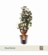 Polyscias