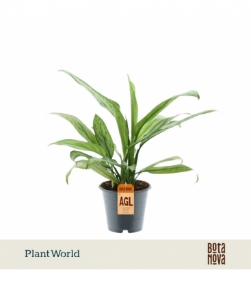 Aglaonema
