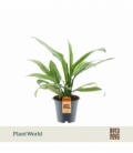 Aglaonema