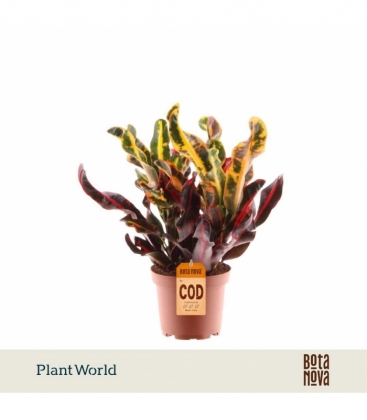Croton