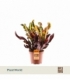 Croton