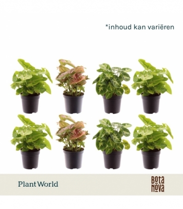 Syngonium