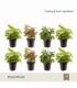 Syngonium