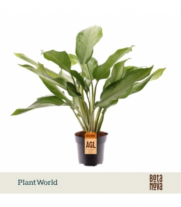 Aglaonema
