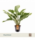 Aglaonema