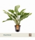 Aglaonema
