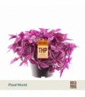 Tradescantia
