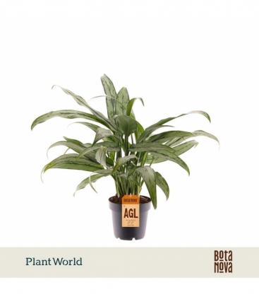 Aglaonema