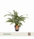 Aglaonema