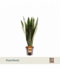 Sansevieria