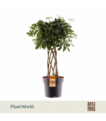Schefflera