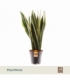 Sansevieria