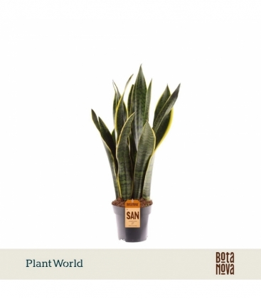 Sansevieria