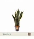 Sansevieria