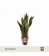 Sansevieria