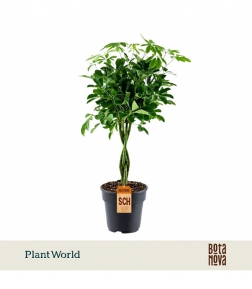 Schefflera