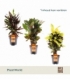 Croton