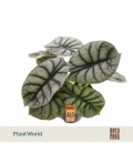 Alocasia