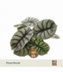 Alocasia