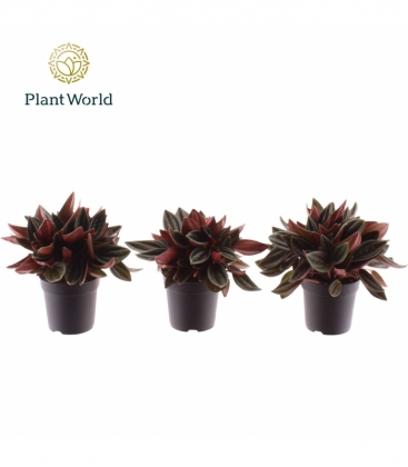 Peperomia