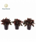 Peperomia
