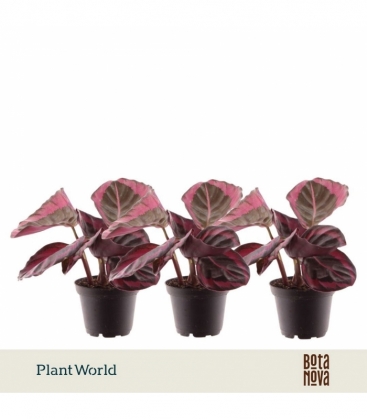 Calathea