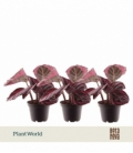 Calathea