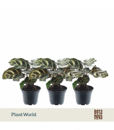 Calathea