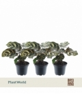 Calathea