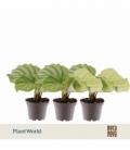 Calathea