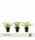 Pteris
