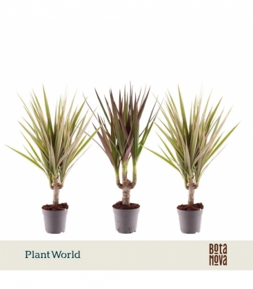 Dracaena