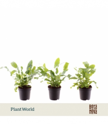 Phlebodium