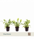 Phlebodium